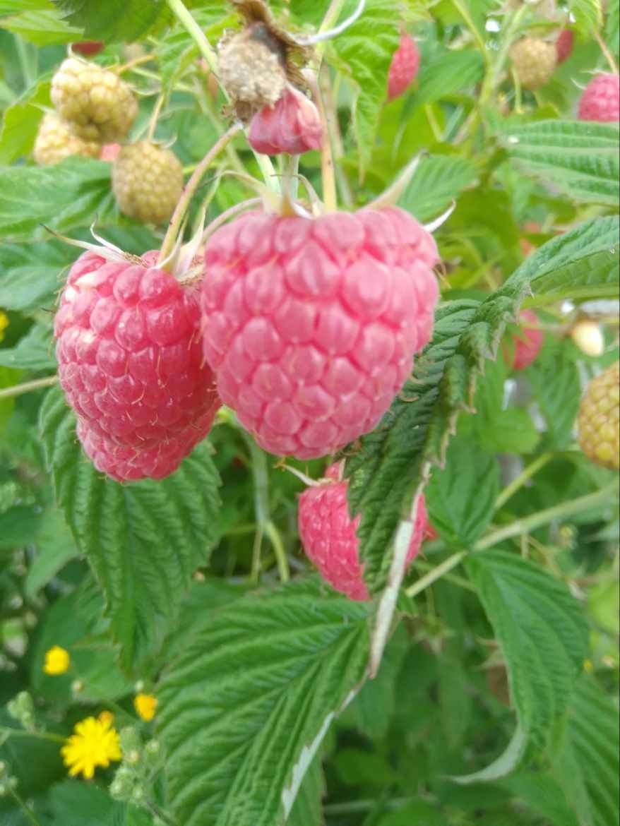 Zmeură bio fără stropiți chimice