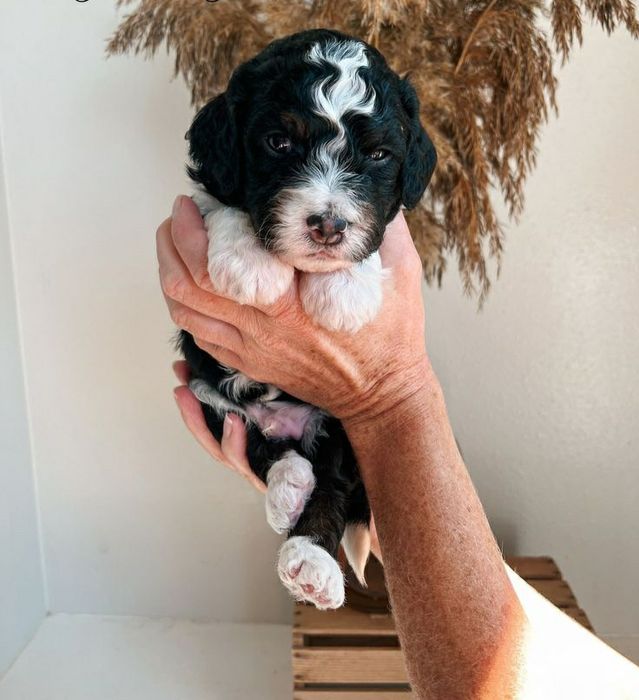 Caniche poodle mini toy exemplar superb