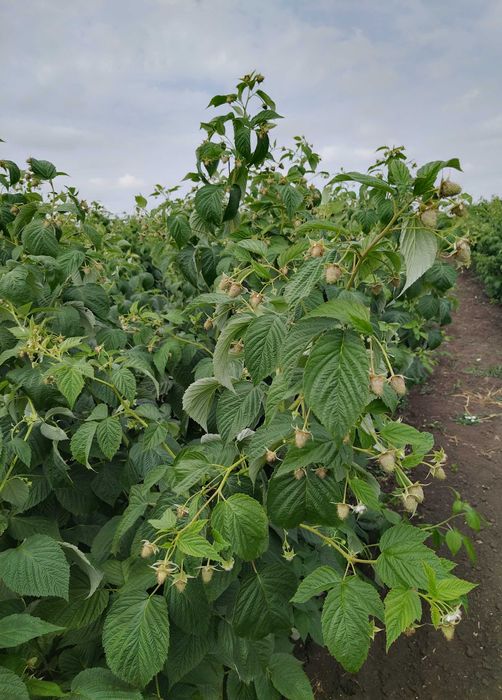 Разсад МАЛИНИ, мапема, енросадира, амира и др. ГОЛЕМИ КОЛИЧЕСТВА !