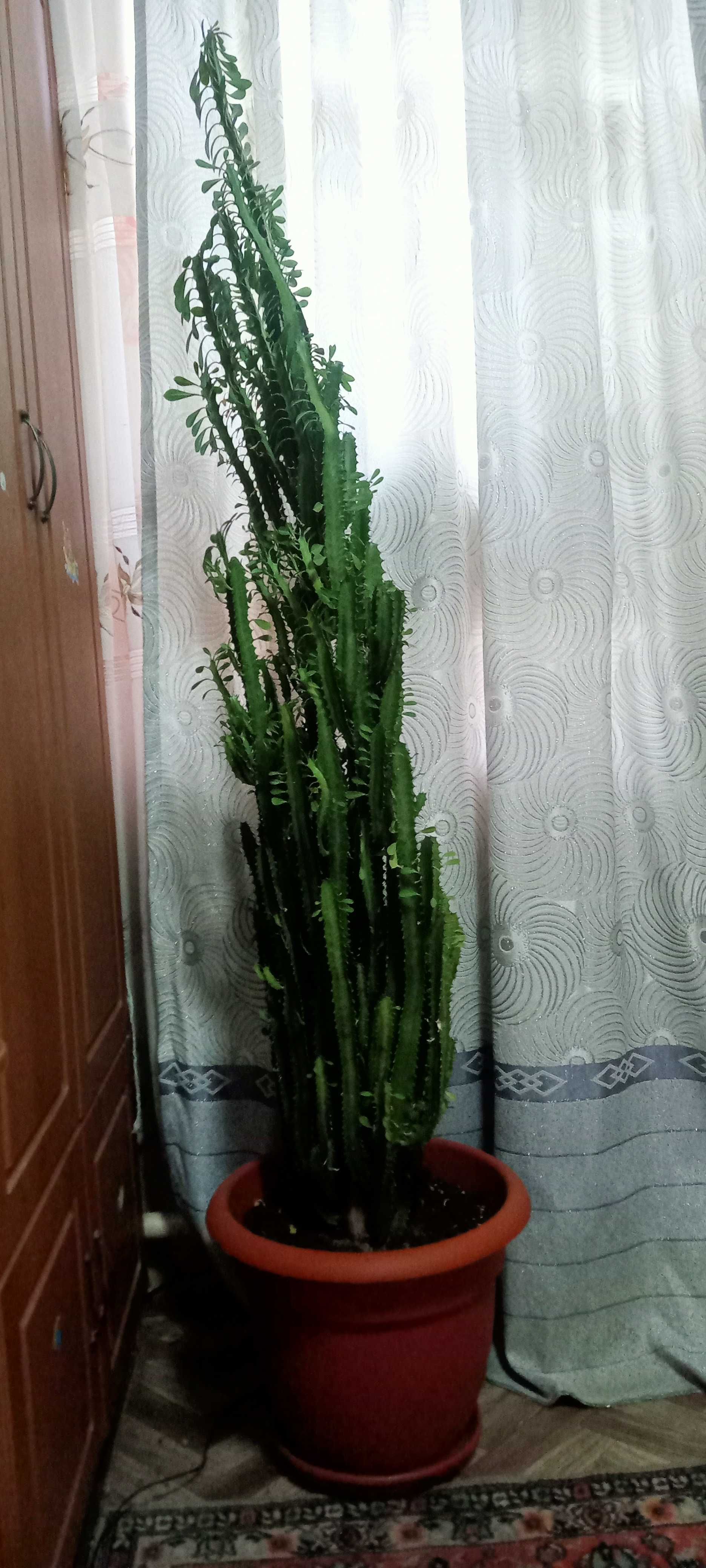 Цветы домашние ...