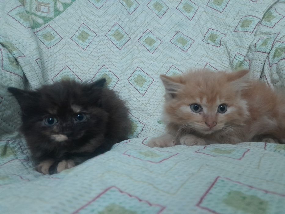 Милые, добрые котята