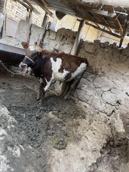 Букача сотилади