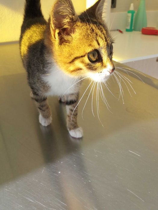 Търся дом за това прекрасно коте