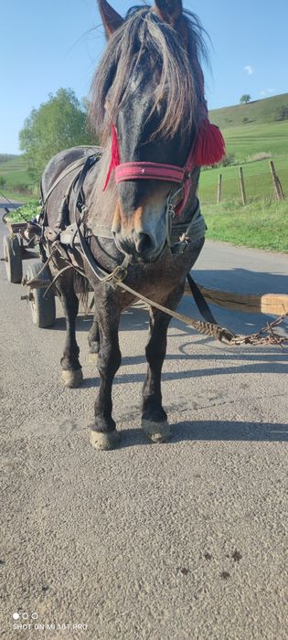 Vând armăsar sută la sută de ham  se probează. La fața locului