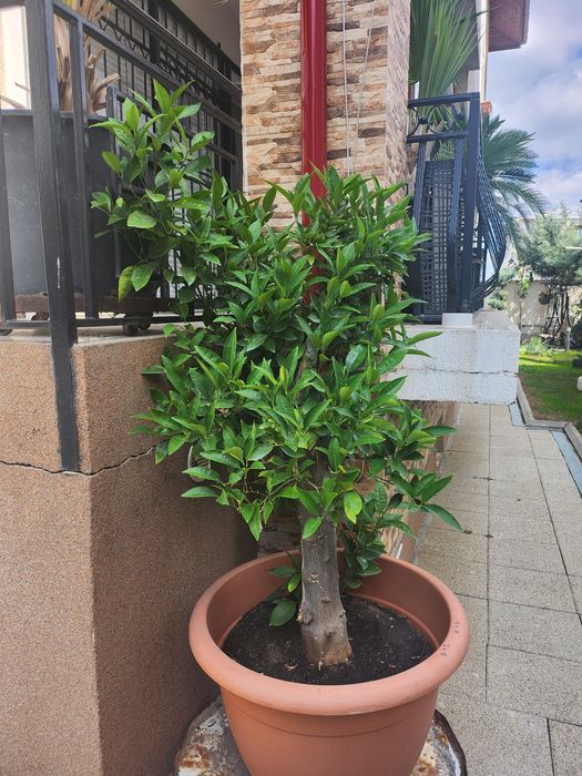 Vand 1 portocal+1 palmier Cycas