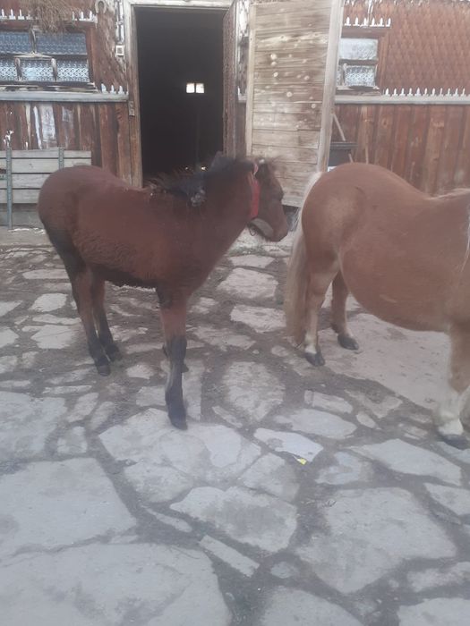 Ponei de vânzare