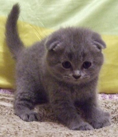 Продаются котята скотиш фолд и скотиш страйт
