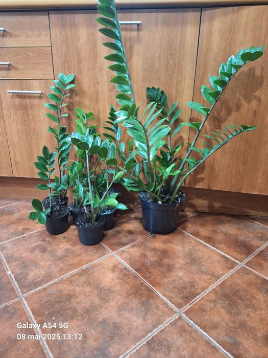 Zamioculcas - Planta dinozaur- ZZ plantt