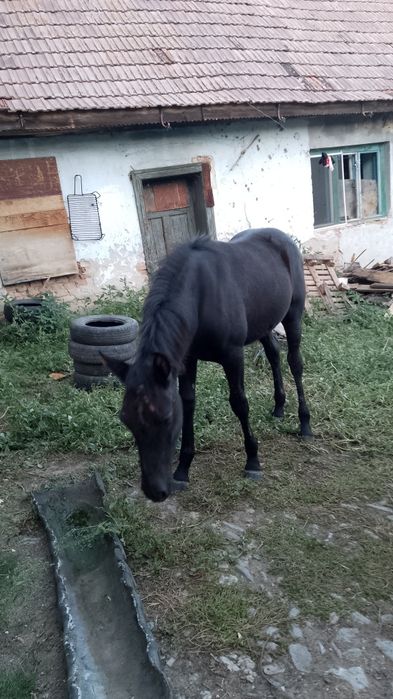 Vând mânză de 5 luni