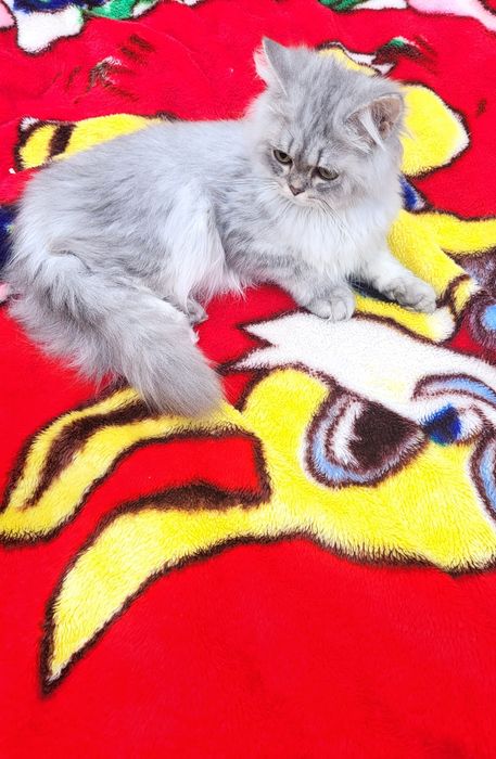 British longhair