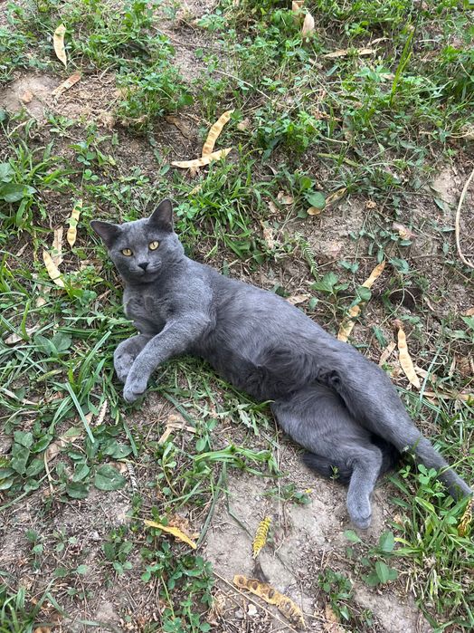 Кошка пародистый