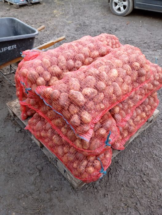 Vând cartofi de consum