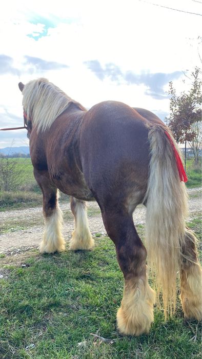 Armasar Ardenez De Monta !