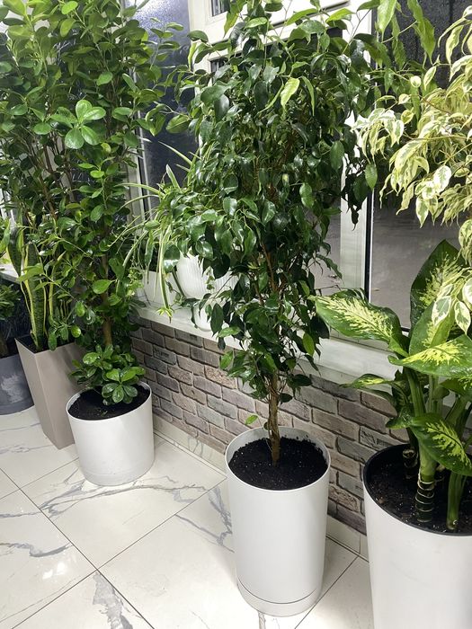 Пересаженные комнатные цветы высокие растения дипсис, фикус , пальма