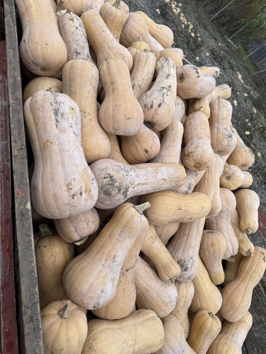 Vand dovleci placintar Matilda F1