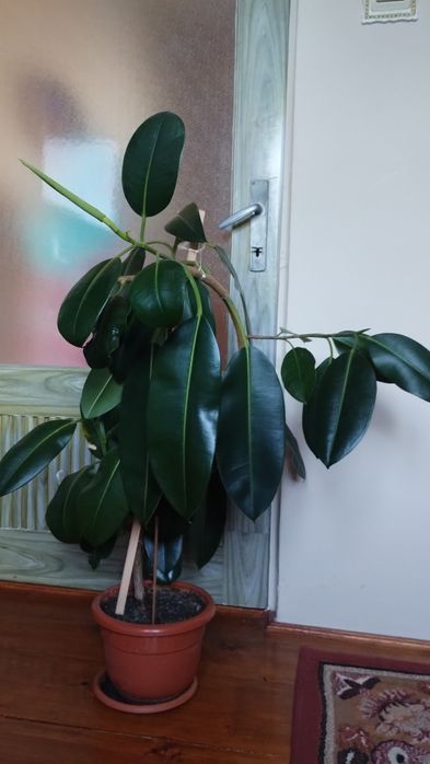 Ficus , Dracena ,, Crinul păcii, Trandafir japonez
MărT