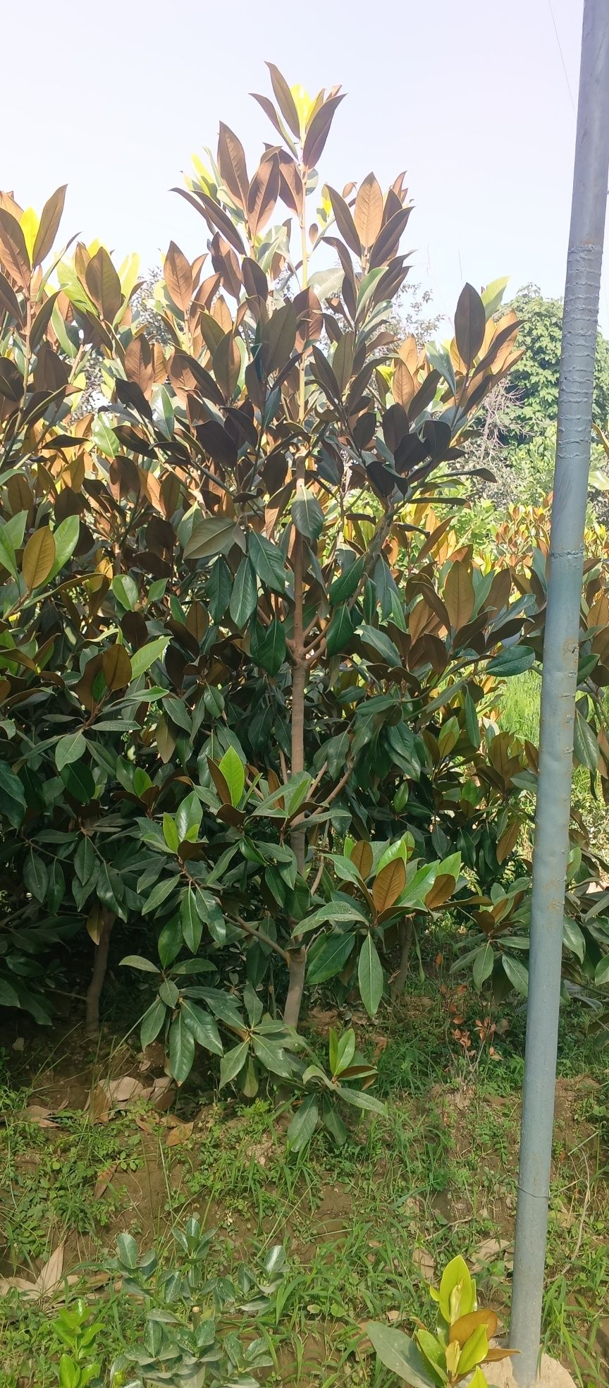 Magnolia glandiflora Italian