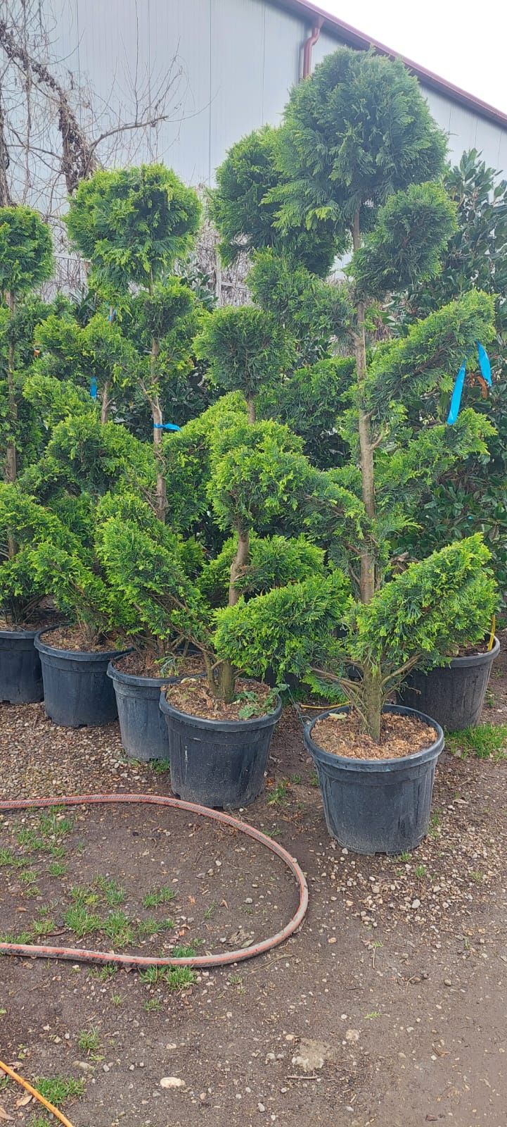 Vând tuia leylandii suntem producător oferim livrare gratuita în toată