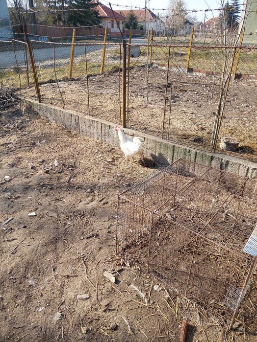 Cocosi de rasa mixta