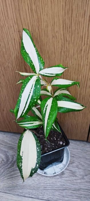 Стайни цветя за продажба!