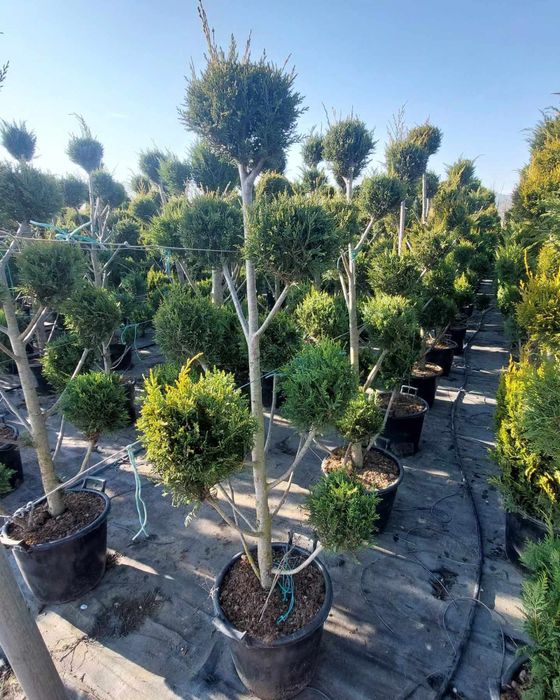 Super oferta ! Leylandii