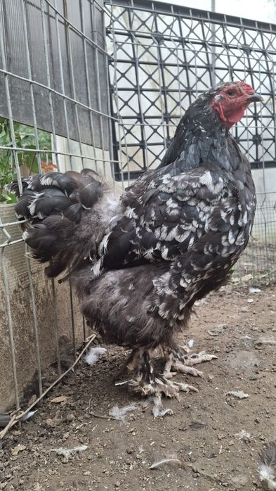 Vând găină  brahma negru bobat
