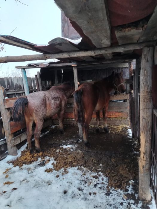 Продам Тай 2 года