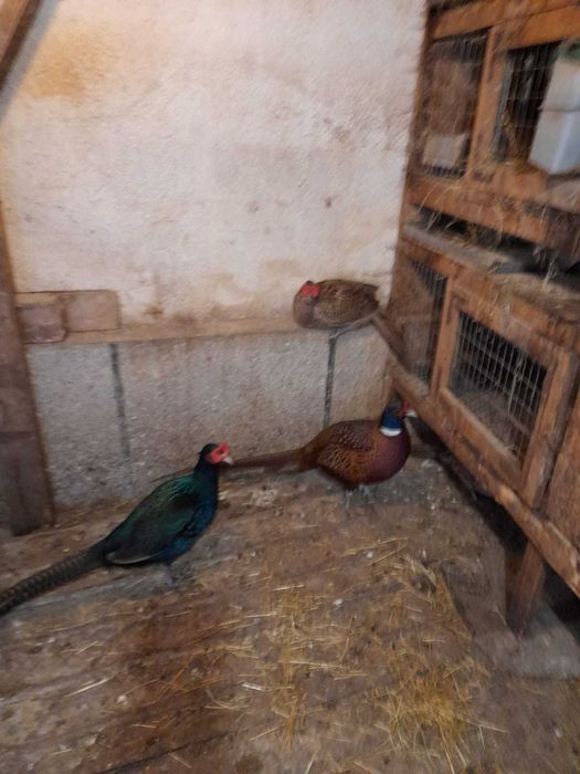 Vand  fazani  Comuni ,Tenebross si Rosu Auriu