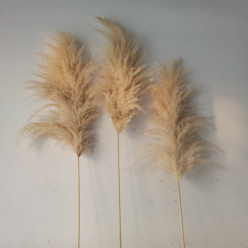 Pampas, stuf natural