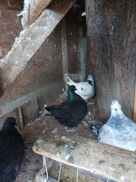 Porumbei mondaini francezi