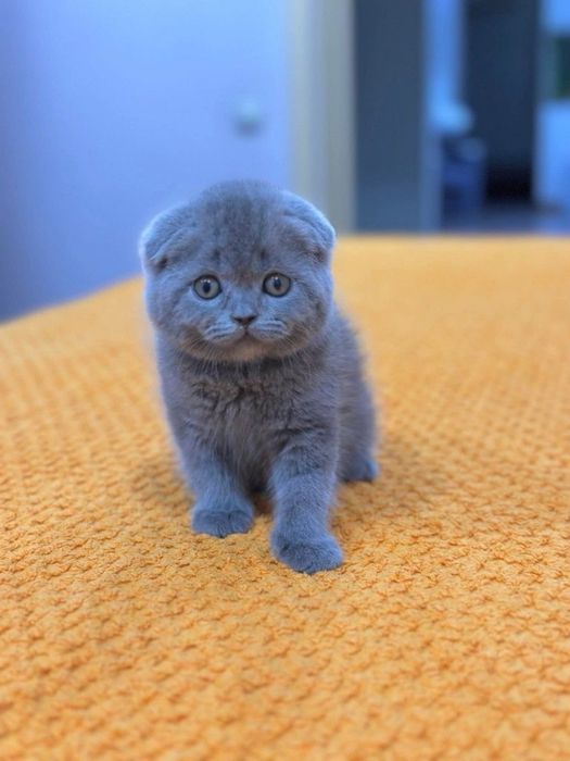 Скоттиш фолд кошка 2 месяца