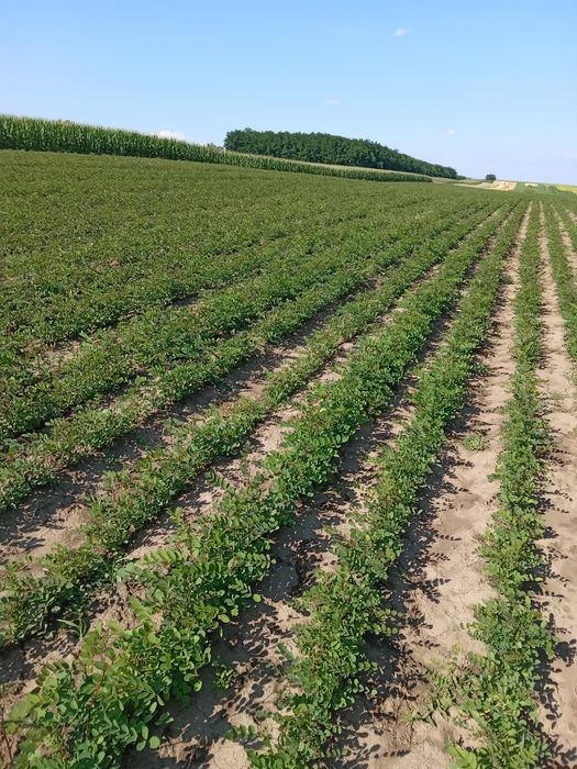 puieți de salcâm Lișna