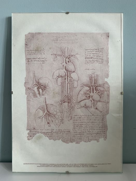 Репродукция на Леонардо да Винчи / анатомия