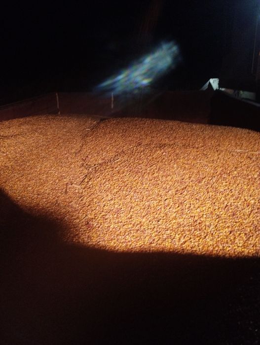 Vând porumb boabe și știuleți