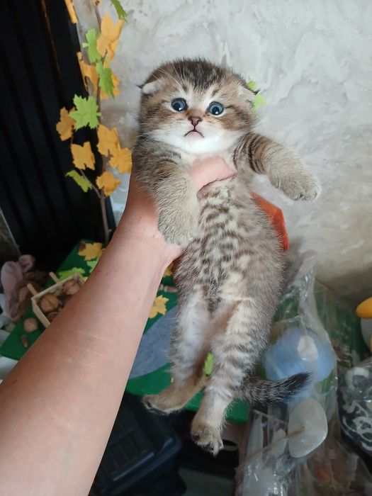 Котята скотиш фолд страйтт