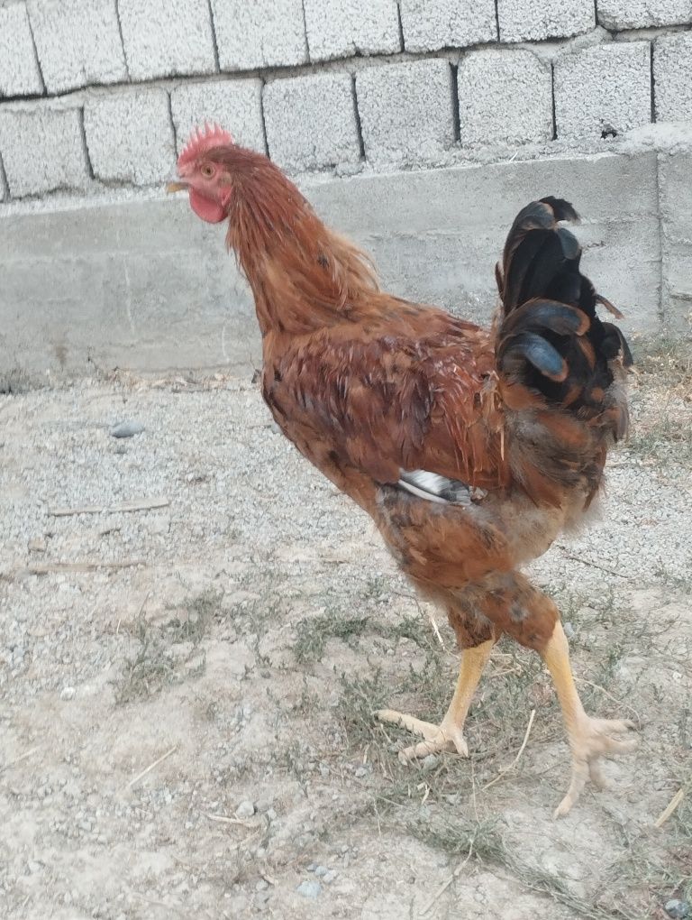 Toshkent xoʻrozlar