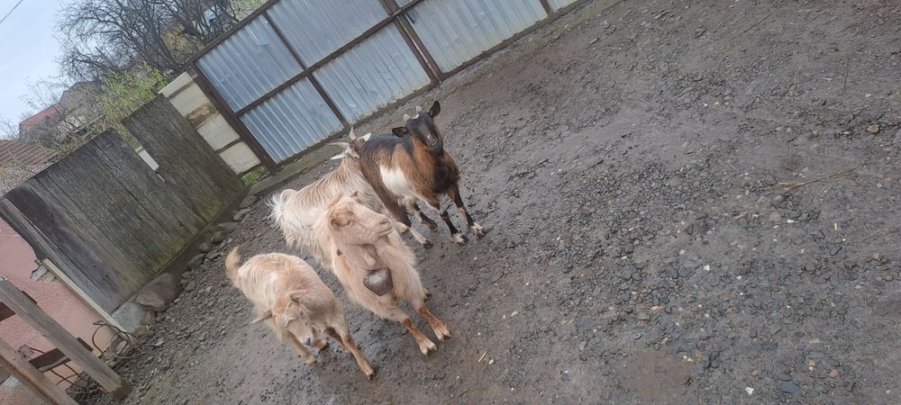 De vnzare 3 capre și un țap