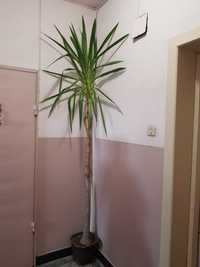 Юка. Растение тип палма.