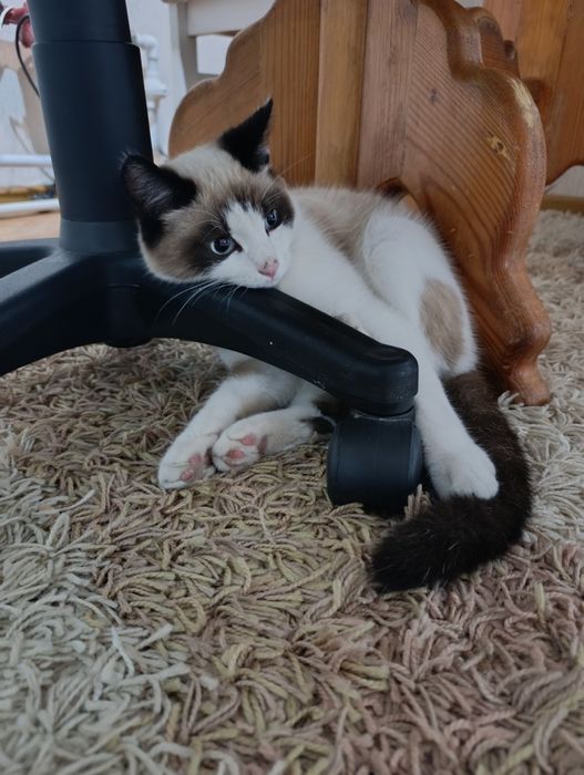 Пропал котик мальчик