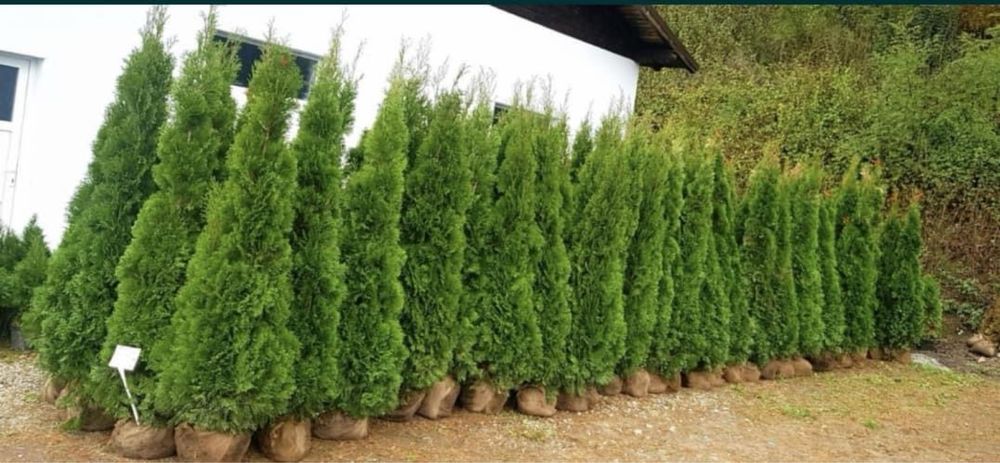 Tuia smaralad leylandii palmieri mesteacan orice planta ornamentala