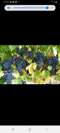 Vând strugurii de vin producție 2022 avem cantități mari