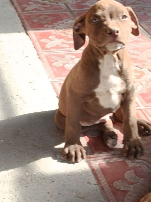 Питбуль сотилади Rednous