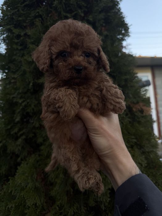 Пудел Той/Poodle Toy