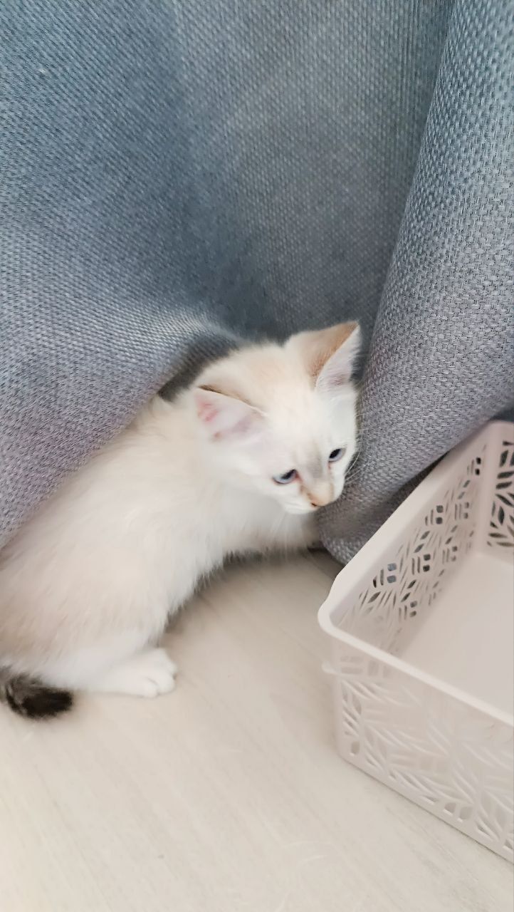 Котенок-девочка, 1,5 месяца, отец - породы "Невская маскарадная"
