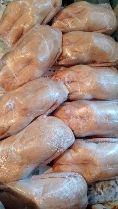 Тушки домашних гусей.