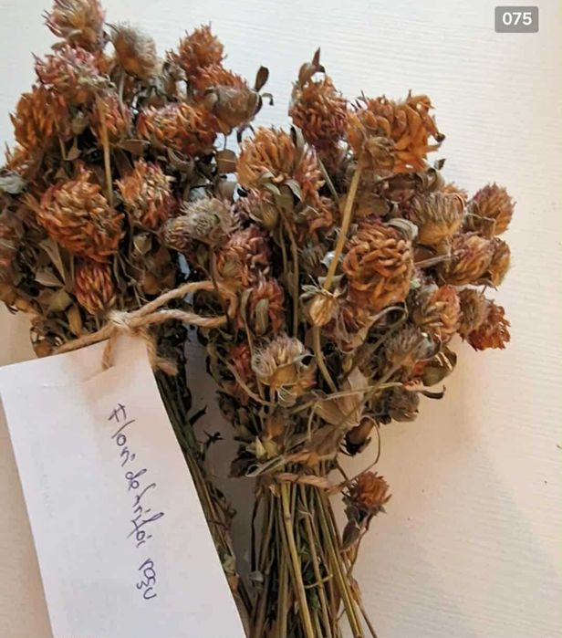 Plante si fructe medicinale