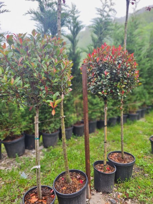 Criptomeria pe picior Photinia Red Robin Evonymus