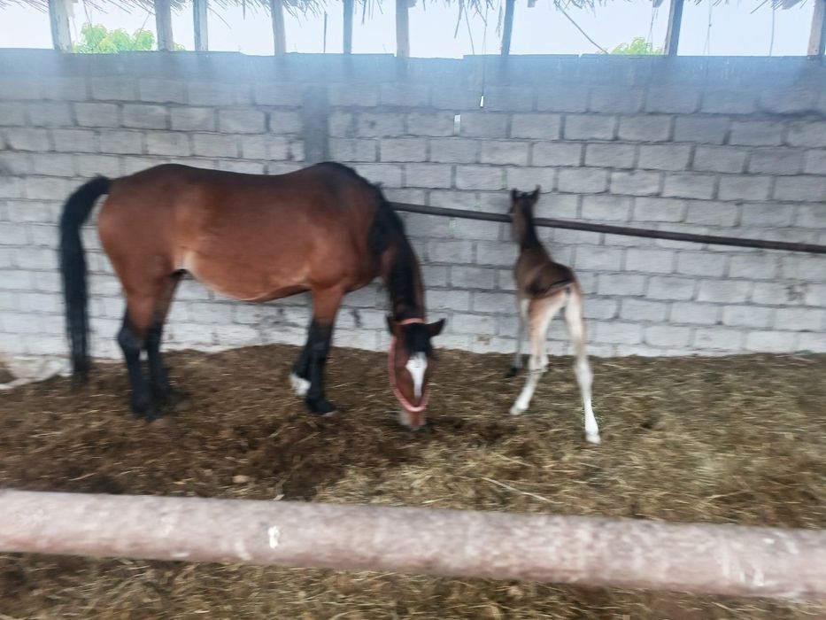 Срочно продам земельный участок площадью 100 сот 
Таш обл. Черняевка.