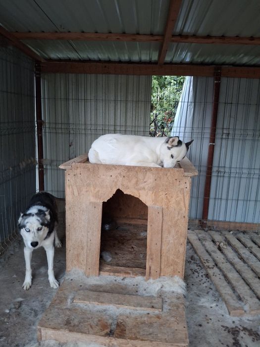 Donez pereche husky