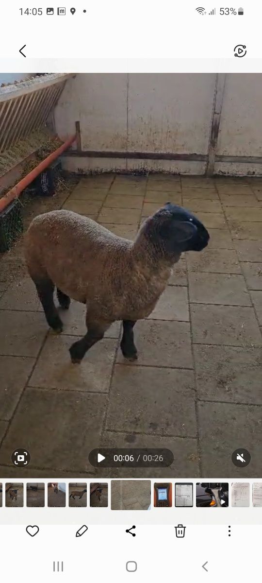 Vând mieluta suffolk